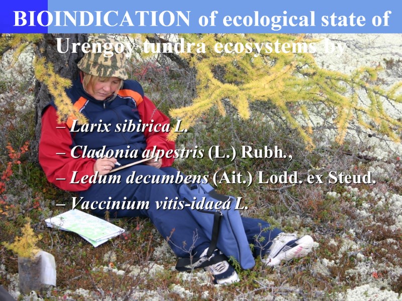 BIOINDICATION of ecological state of Urengoy tundra ecosystems by – Larix sibirica L. –